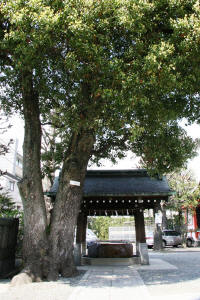 氷川神社手水舎−1