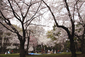 有栖川宮記念公園−さくら2