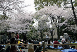 有栖川宮記念公園−さくら4